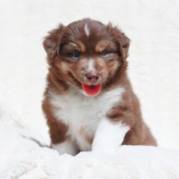 Miniature American Shepherd Puppies from Azure Sky Minis