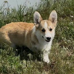Izan - Sable male Pembroke Welsh Corgi puppy in Billings, Montana from Eaglerock Kennel