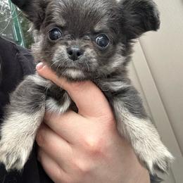 Ralphie - Blue and tan male Chihuahua puppy in Huntington Beach, California from Amy’s Chihuahuas