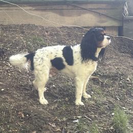 River - Cavalier King Charles Spaniel