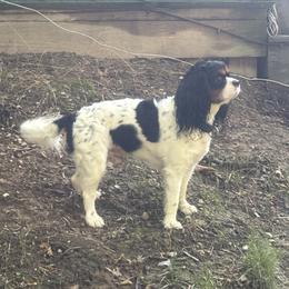 River - Cavalier King Charles Spaniel