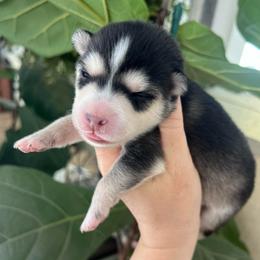 Katmai - Silver and white female Pomsky puppy in Rathdrum, Idaho from Smart Pomskies and Frenchies