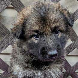 Solo - Black and silver male German Shepherd puppy in Olean, New York from F&B Kennels