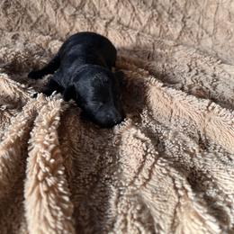 Michael - male Aussiedoodle puppy in Utica, Ohio from Poodle Me Crazy