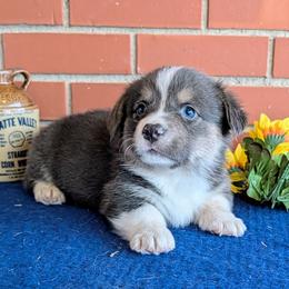 Jordan - Gray and white male American Corgi puppy in Shawnee, Oklahoma from Sunray Ranch