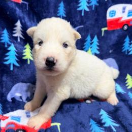 AKC Rio - White male Siberian Husky puppy in Centreville, Maryland from Huskies By the Bay