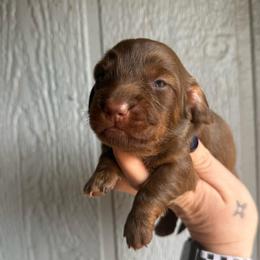 Ginger snap - Chocolate male Dachshund puppy in New Mexico from Long Dog Ranch