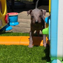 Mezcal - Black white and tan male Xoloitzcuintli puppy in Manitowoc, Wisconsin from Wonderland Kennel