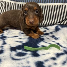 Green Girl - Chocolate and tan female Dachshund puppy in Wayland, Iowa from CR Kennels