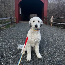 Aussiedoodle All Grown Up from Nottingham Aussiedoodles