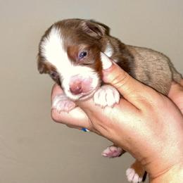 Ron - Red merle male Toy Australian Shepherd puppy in Princeton, Louisiana from Legacy Hill Aussies