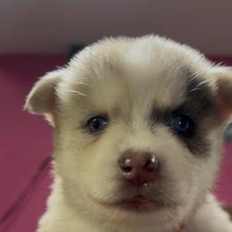 Misty - Merle female Pomsky puppy in Spring Hill, Florida from PDQ Pomskies