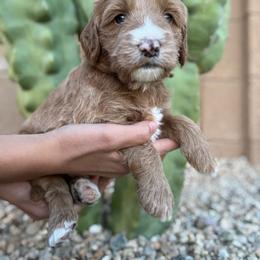 Bob - Red  male Goldendoodle puppy in Phoenix, Arizona from Doodles of the Desert
