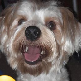 King - Yorkshire Terrier