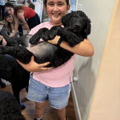 Curly-Coated Retriever Puppies from Pizzazz Retrievers
