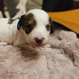 Maxwell - Piebald male Dachshund puppy in Pocasset, Massachusetts from Dachs of the Bay