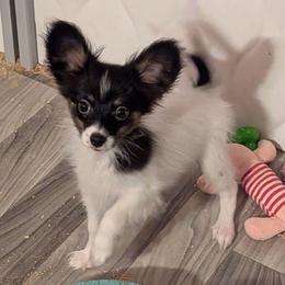 Tinsel - White and black male Papillon puppy in Joshua, Texas from Summertime Kennels