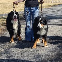Bernese Mountain Dogs from Champion Creek Kennel