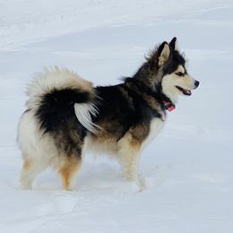 Fin - Pomsky