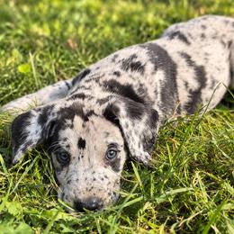 Male 1 - Merle male Great Dane puppy in Mayfield, New York from Sacandaga Danes