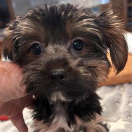 Maverick (click pic) - Parti male Yorkshire Terrier puppy in Kingston, Oklahoma from Lake Life