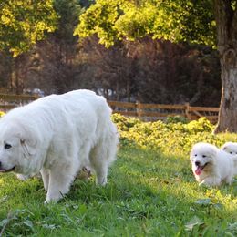 Great Pyrenees and Leonberger Puppies from Easter Acres