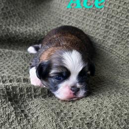 Ace - Chocolate male Shih Tzu puppy in Turbotville, Pennsylvania from Melanie's Little Lions