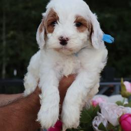 Forrest - Blue - Parti male Goldendoodle puppy in Ruthorfordton, North Carolina from Duncan Doodles Goldendoodles