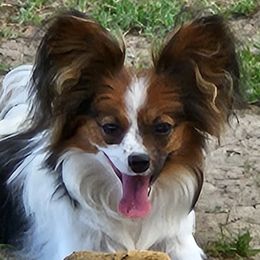 Lexie - Papillon