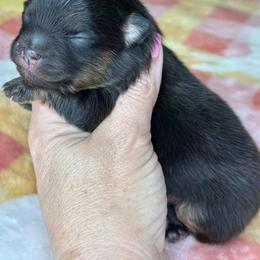 Barney - Black and tan male Pomeranian puppy in Willis, Texas from Treasured Jewels Pomeranians