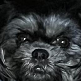 Vali - Shih Tzu