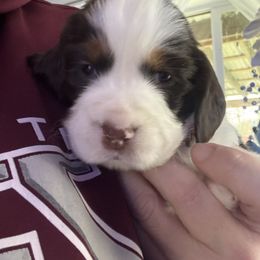 Orange collar - Liver white and tan male English Springer Spaniel puppy in Elma, Washington from McCartney Springer’s