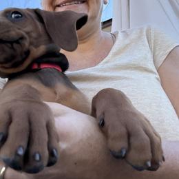 Circle - Red male Redbone Coonhound puppy in Angleton, Texas from Dorsett Dogs
