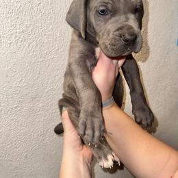 Black collar - Blue male Great Dane puppy in Doylestown, Ohio from Dana's Danes