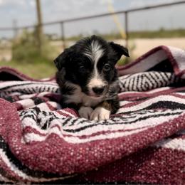 Rogue - Tri-color female Border Collie puppy in Odessa, Texas from High Velocity Stockdogs