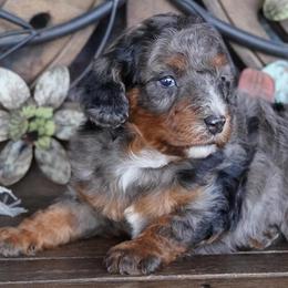 Girl 1 - Blue merle female Aussiedoodle puppy in Lawton, Oklahoma from Lindsey’s Aussies