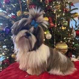 Sun Made - Gold and white male Shih Tzu puppy in New York, New York from Falling Star