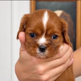 Bunny - Ruby female Cavalier King Charles Spaniel puppy in Greensboro, North Carolina from Hyde Park Cavaliers
