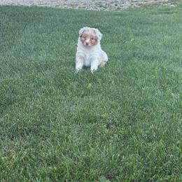 Cheese Curd - Red merle female Australian Shepherd puppy in Ashland, Ohio from SS Australian Shepherds