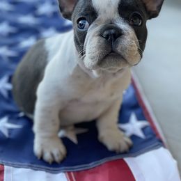 French Bulldog Puppies from Battle Born French Bulldogs