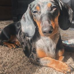 Dutchess - Dachshund