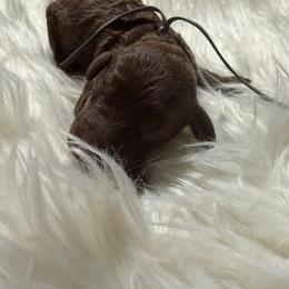 Titan - Chocolate male Goldendoodle puppy in Arlington, Texas from Chambers Doodle Patch
