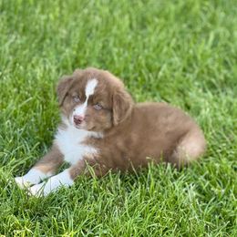 Poppy - Red tri-color female Australian Shepherd puppy in Ephrata, Pennsylvania from Weavers Indian Run Aussies