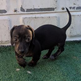 2 - Sadie - Brindle female Dachshund puppy in Central Point, Oregon from MRS Long Dog Ranch