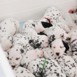 Dalmatians from Sunshine Dals