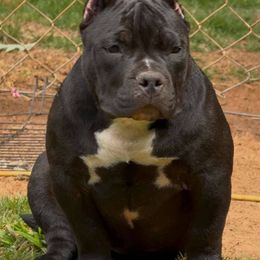 Boy 2 - Black male American Bully puppy in Dallas, Georgia from Manuia Kennels