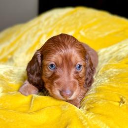 Adams - Chocolate and tan male Dachshund puppy in Austin, Texas from Duchess Daphne's Doxie Empire