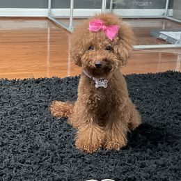 Euro - Poodle