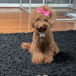 Euro - Poodle