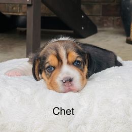Chet - Black tan and white male Beagle puppy in Mansfield, Missouri from Rippee Creek Kennel